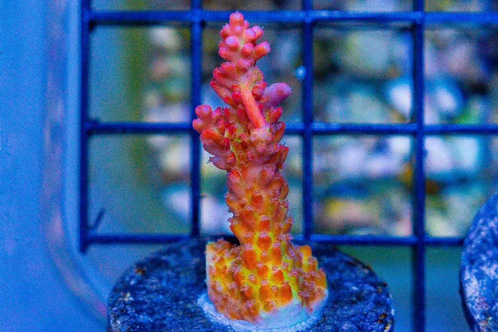 Acropora Frag Great Size STRAWBERRY SHORTCAKE