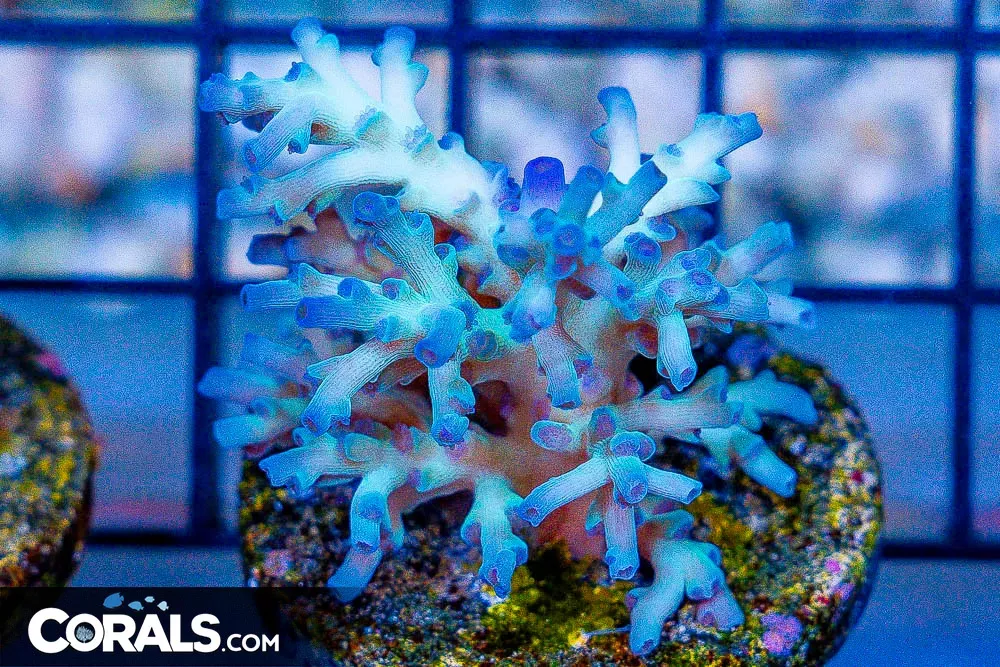Acropora Frag RARE ECHINATA
