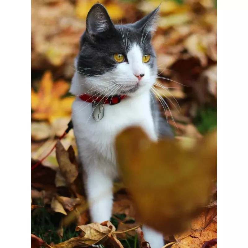 Adjustable Breakaway Cat Collar Cranberry