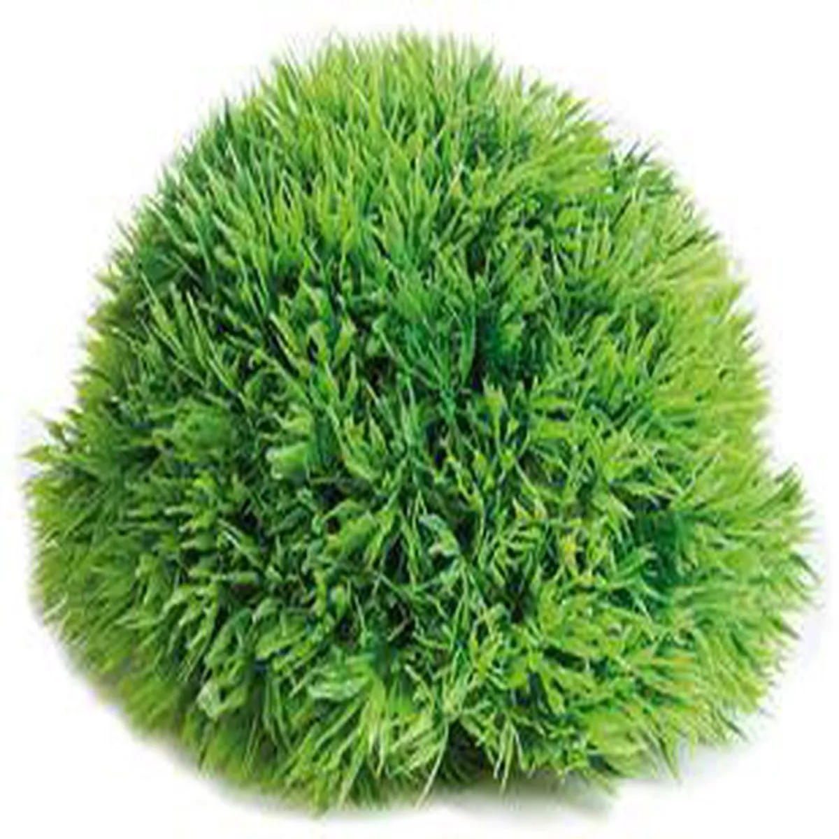 AQUARIUM HALF MOSS