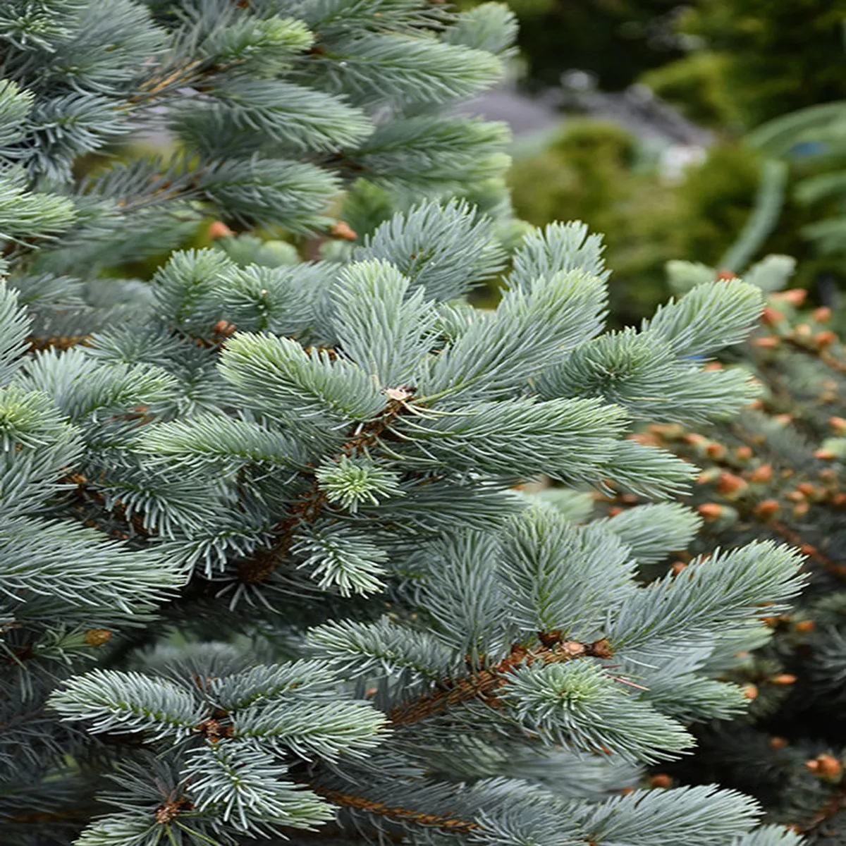 Baby Blue Spruce