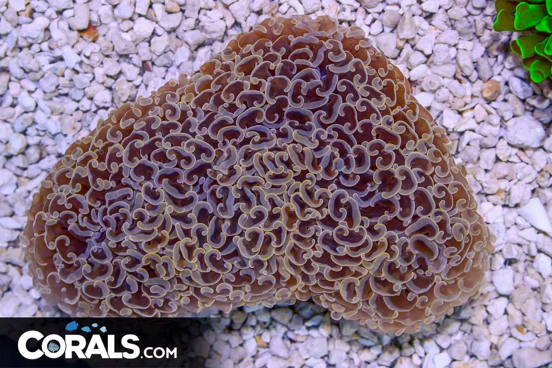 BIG Hammer Wall – Australia PEACH/ORANGE TIPS