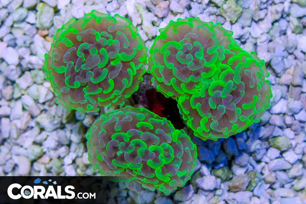 Branching Hammer Light TOXIC – Tonga 3 Heads!