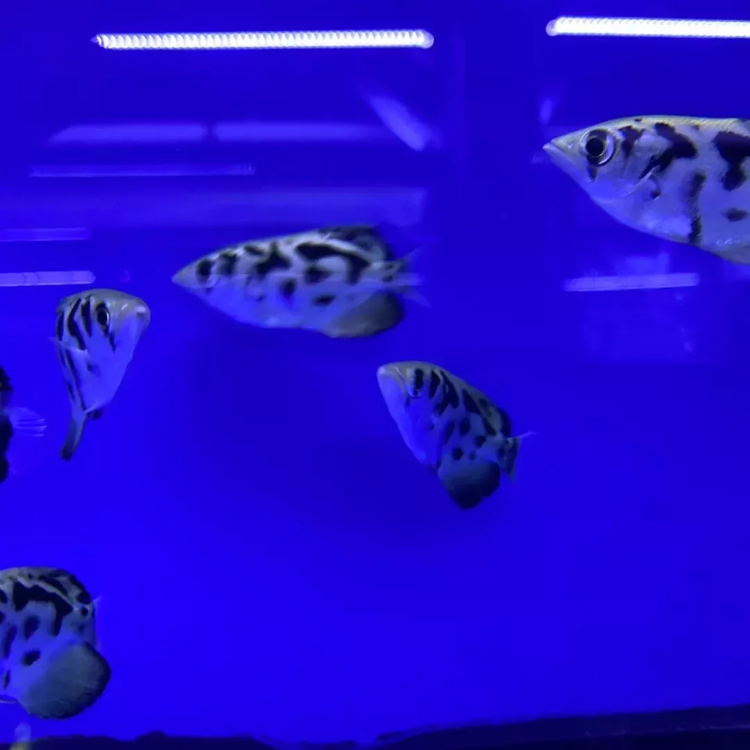 Burmese Archer Fish ( Toxotes Blythii )