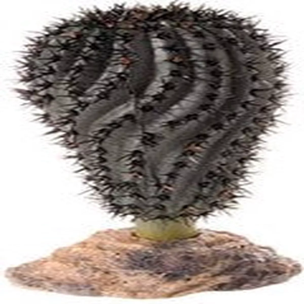 CACTUS GOBL 14cm