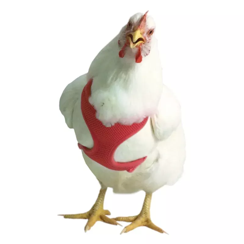 Chicken Harness Red