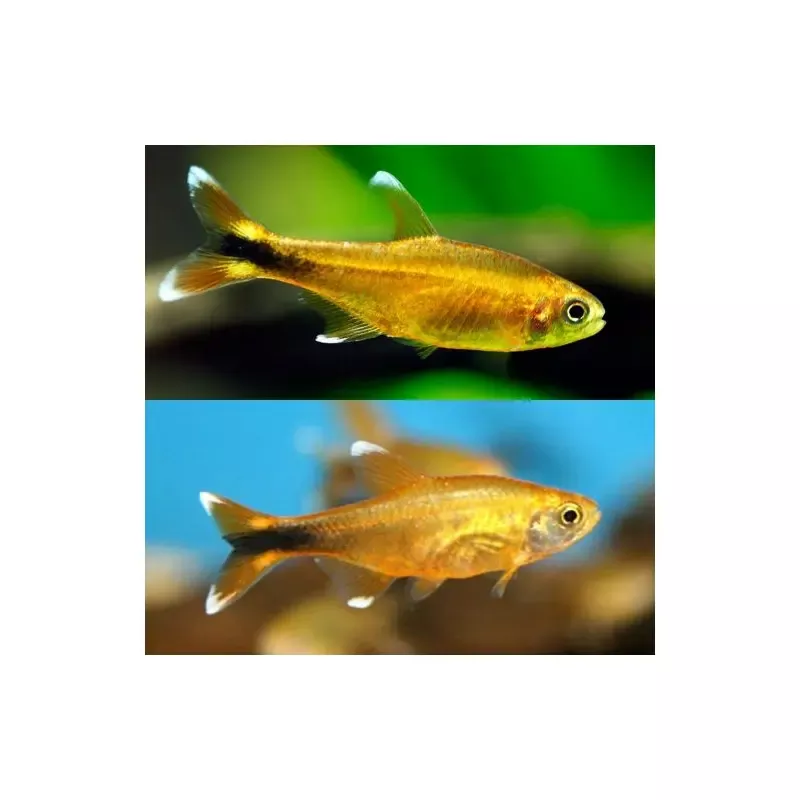 Copper Tetra / Silver tip tetra