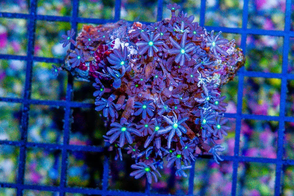 Daisy Polyp – Indonesia – Loaded with Polyps! Micro Colony!