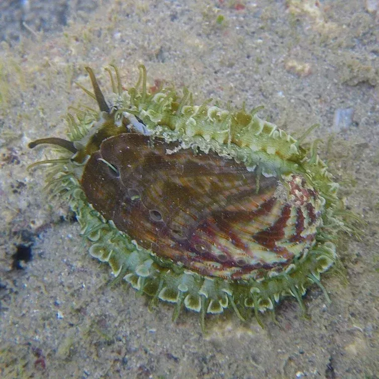 Donkey Ear Abalone