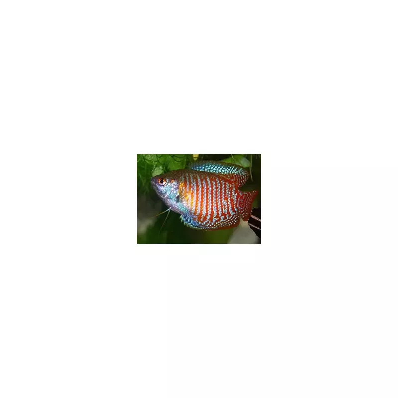 Drawf Gourami