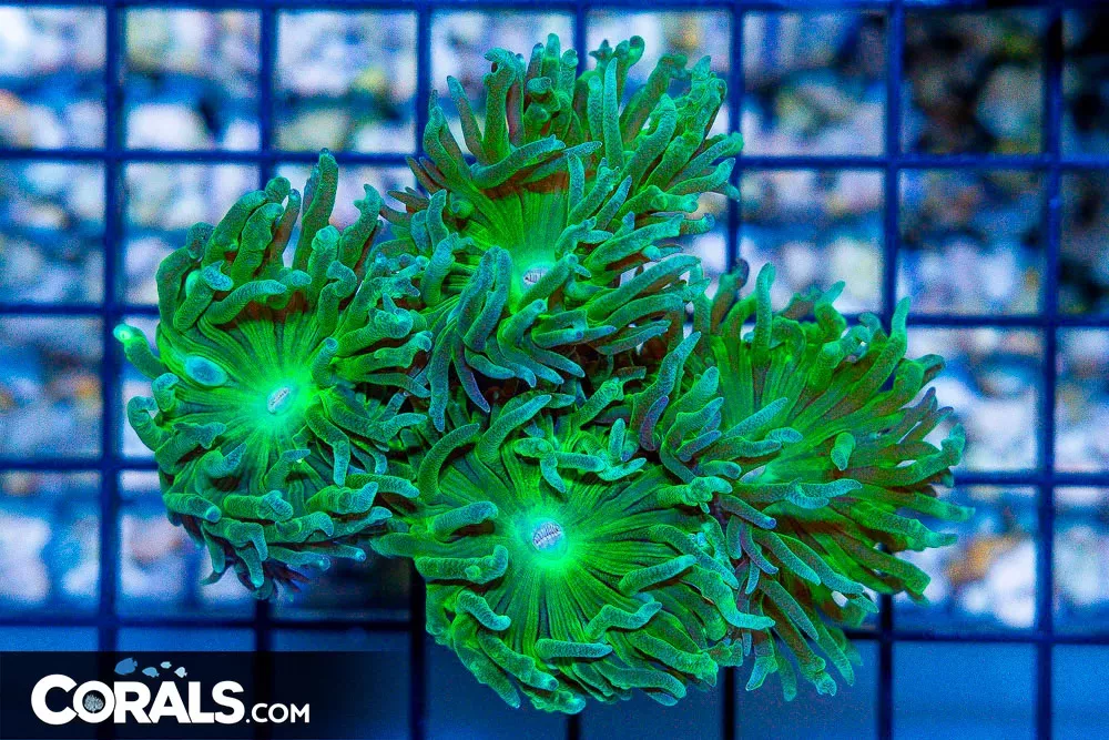 Duncan Colony – Australia 4 Polyps