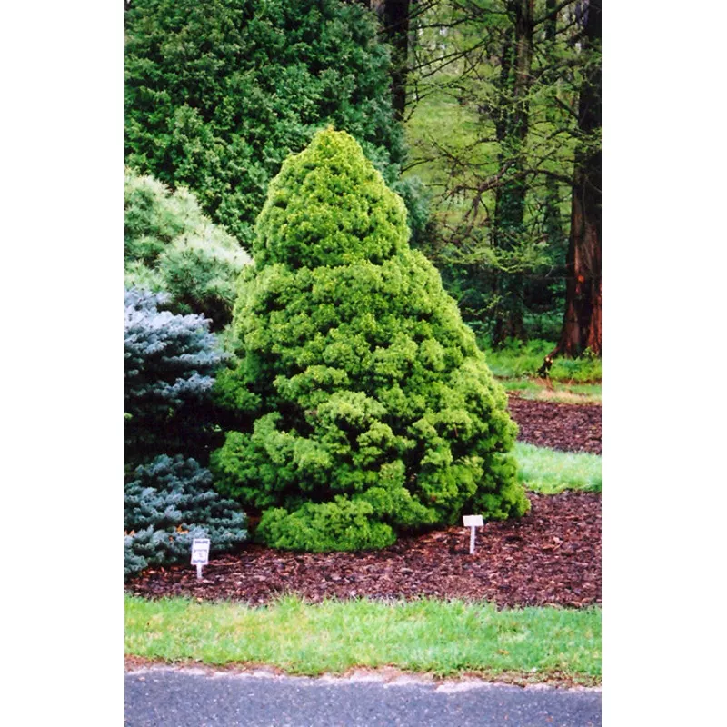 Dwarf Alberta Spruce