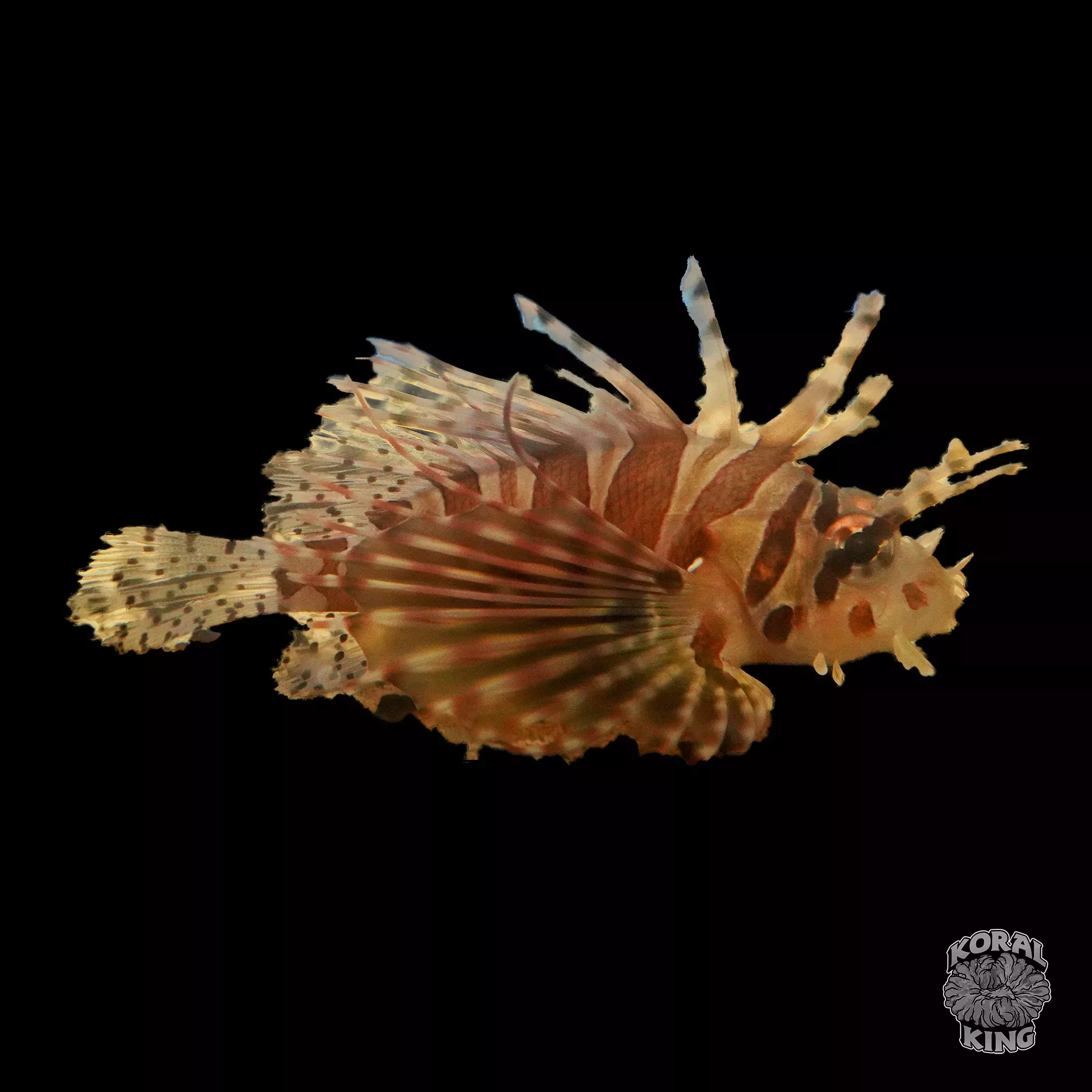 Dwarf/Zebra Lionfish