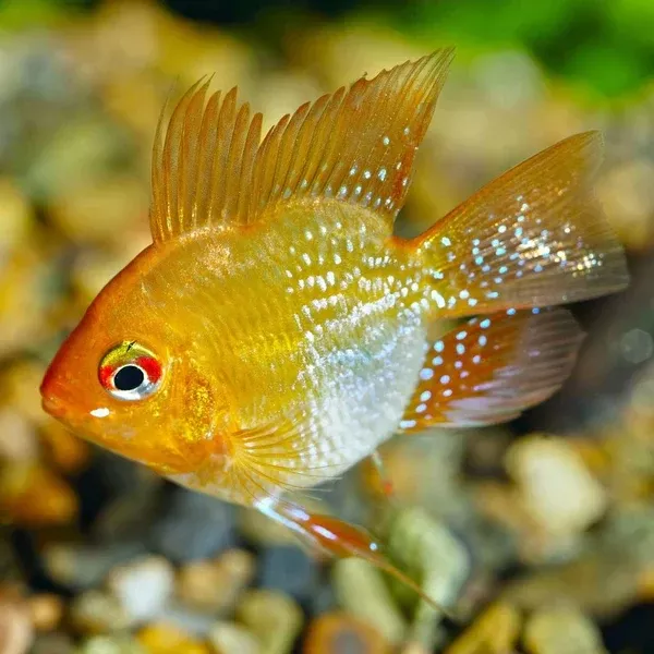 Gold Balloon Ram (Mikrogeophagus ramirezi)