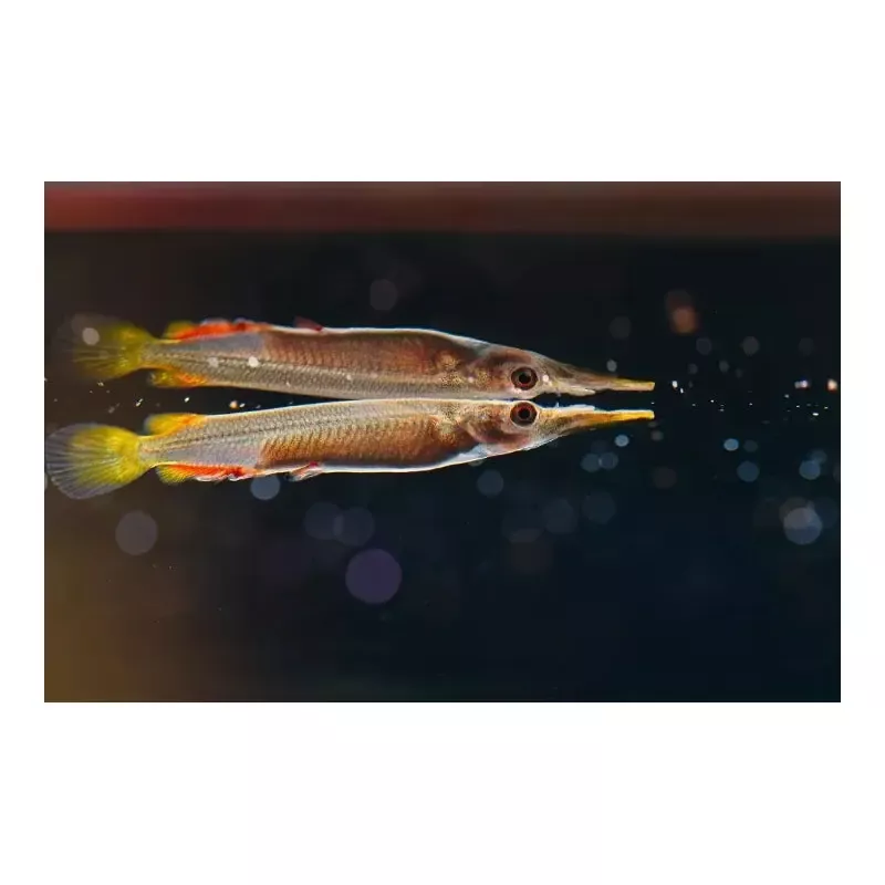 Halfbeak
