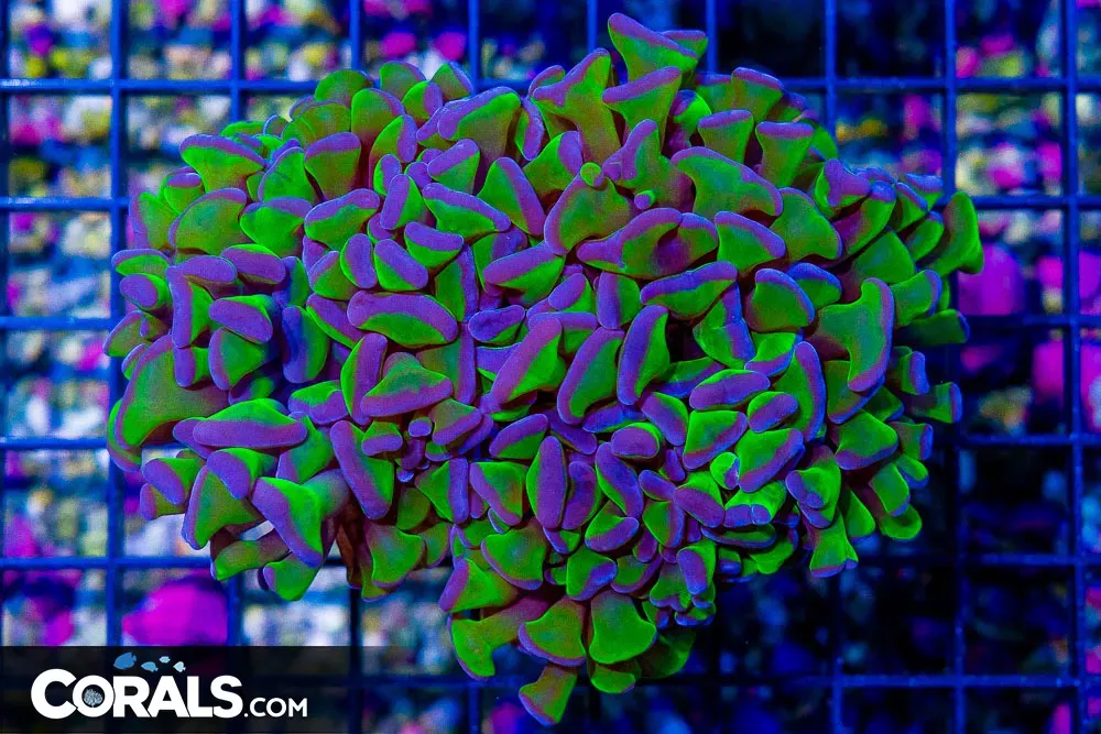 Hammer Wall – Aussie Neon Stems Purple Tips!
