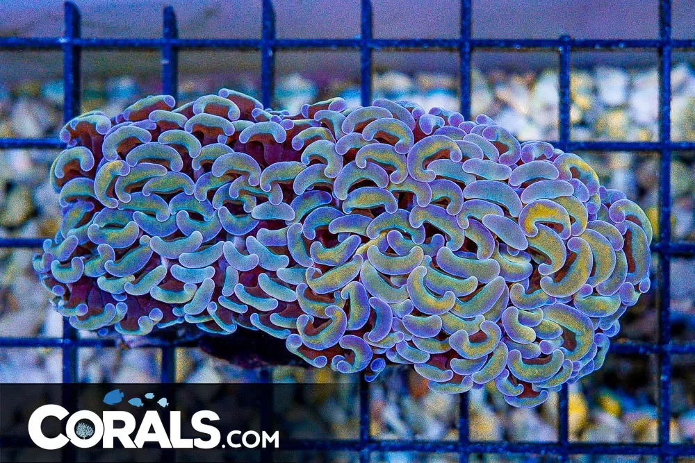 Hammer Wall – Aussie – Orange Glowing Mixed Tips! (BLUE VIDEO INSIDE!)
