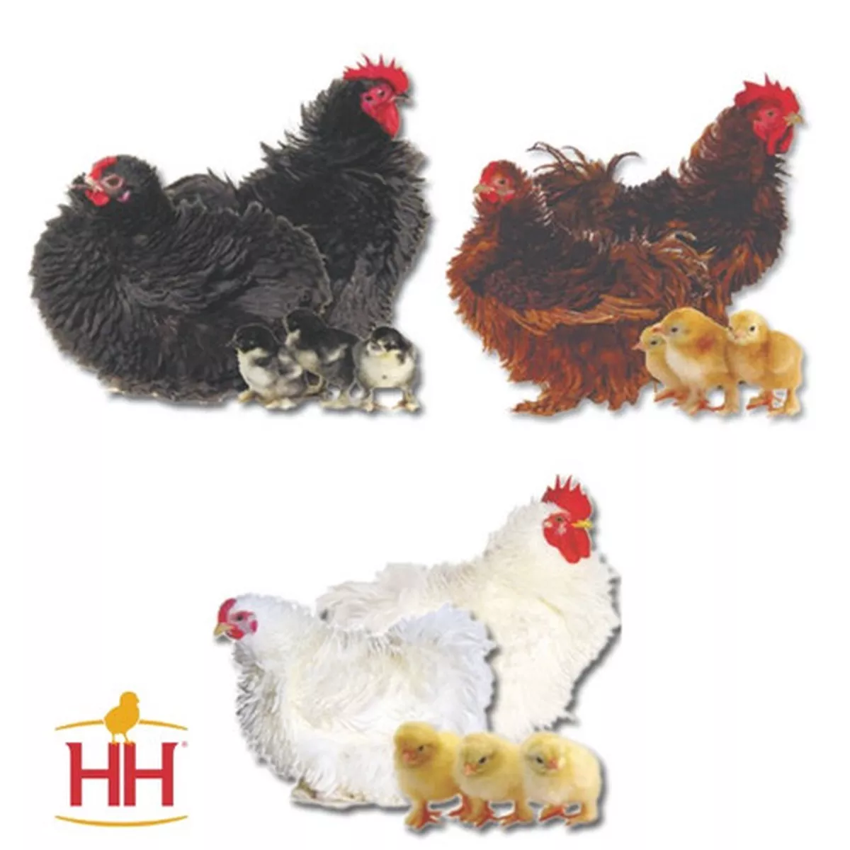 Hoover's Hatchery Assorted Frizzle Bantams, Straight Run