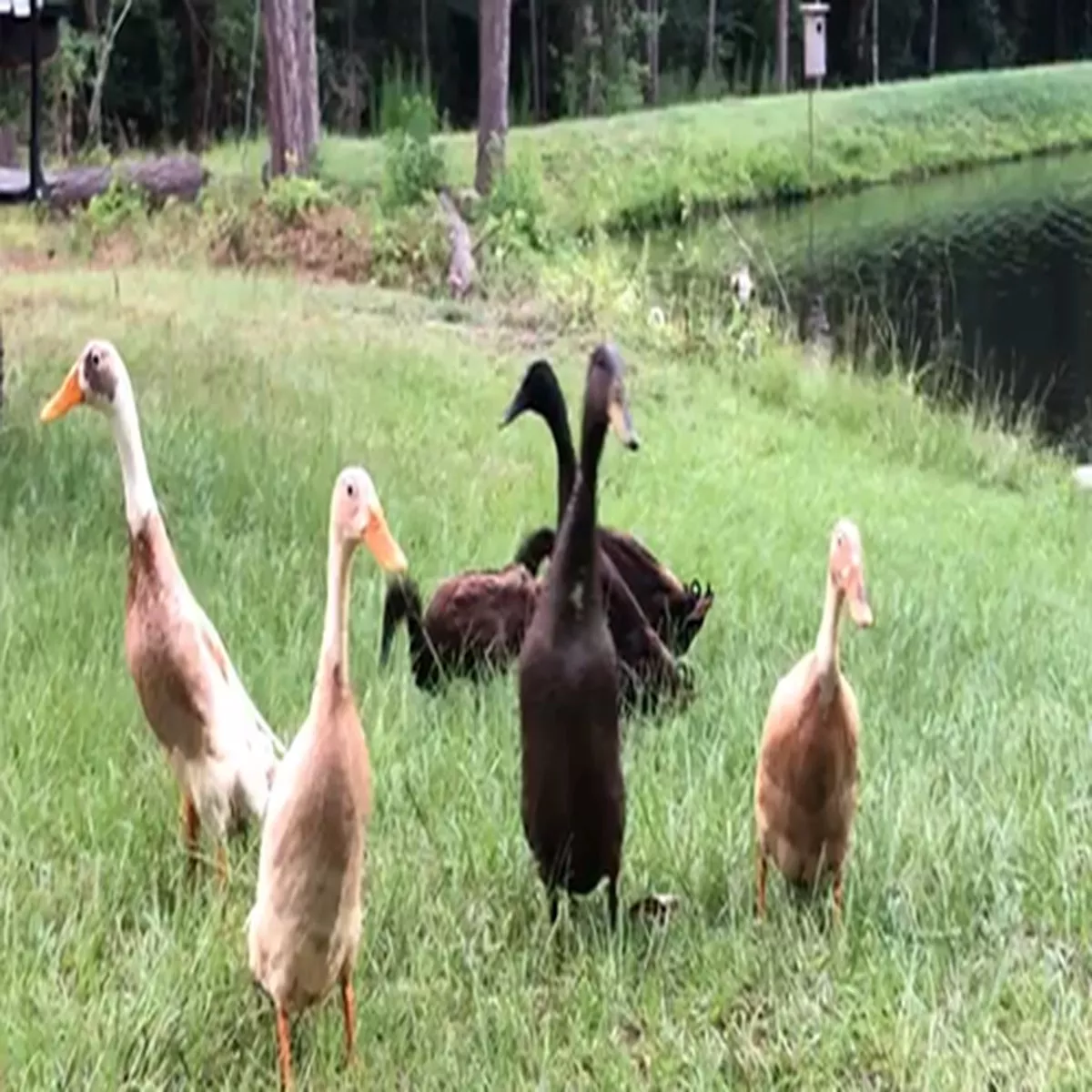 Hoover's Hatchery Assorted Runner Ducks