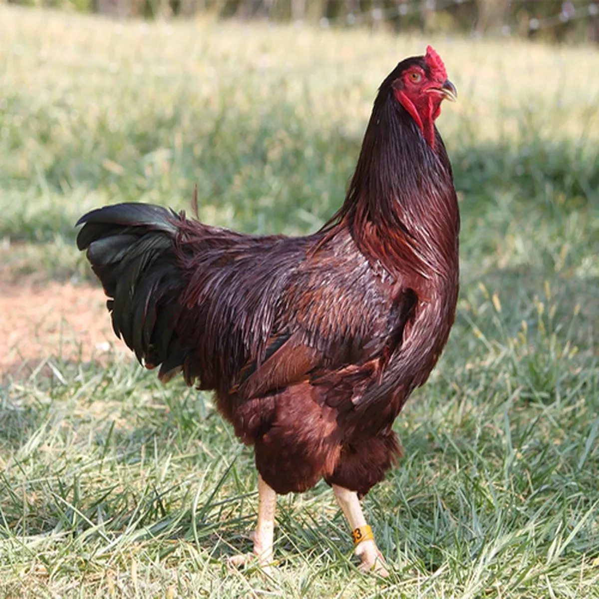 Hoover's Hatchery Buckeye Chickens