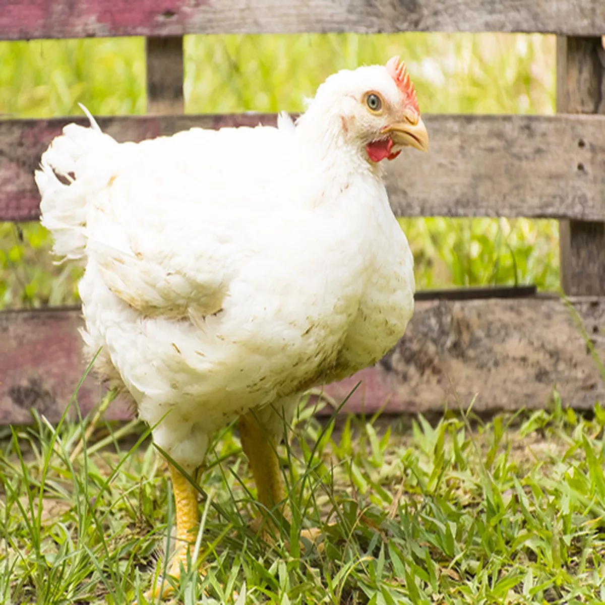 Hoover's Hatchery Cornish Cross Broiler Chicken