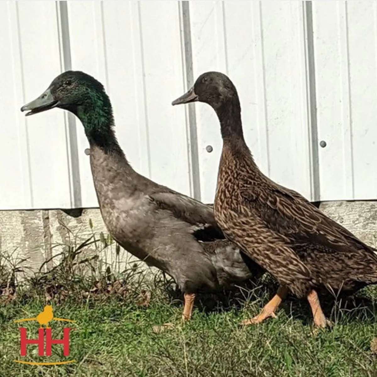 Hoover's Hatchery Dark Campbell Duck