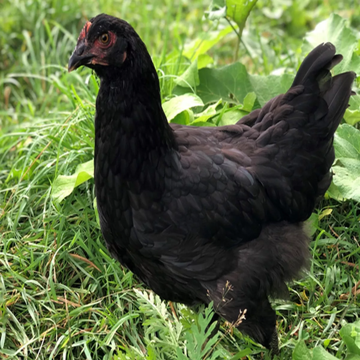 Hoover's Hatchery Midnight Majesty Marans Chickens