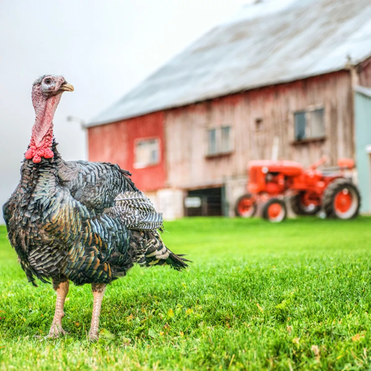 Hoover's Hatchery Orlopp Bronze Turkey Straight Run