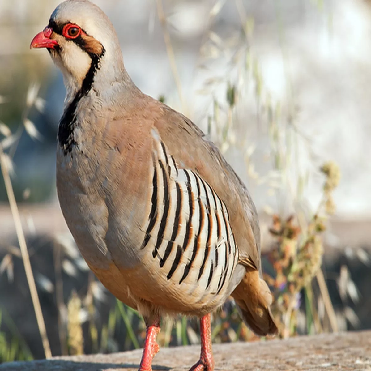 Hoover's Hatchery Partridge Chukar