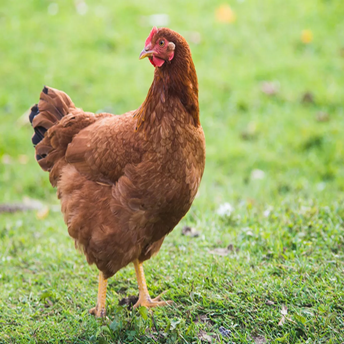 Hoover's Hatchery Production Red Chicken