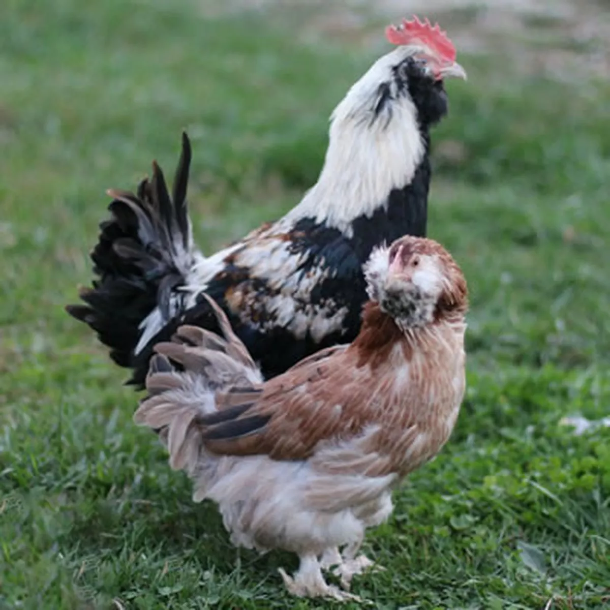 Hoover's Hatchery Salmon Faverolle Chicken