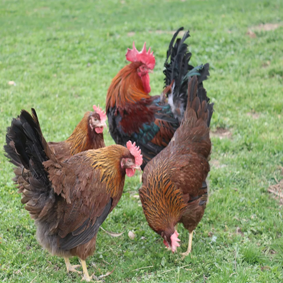 Hoover's Hatchery Welsummer Chicken