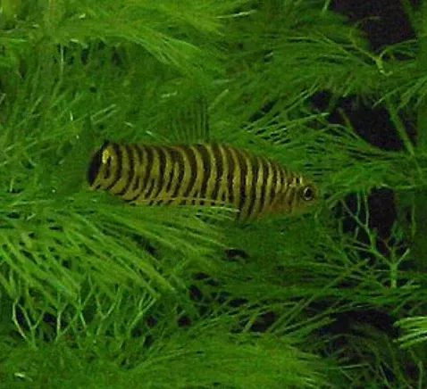 Hovering Zebra Loach