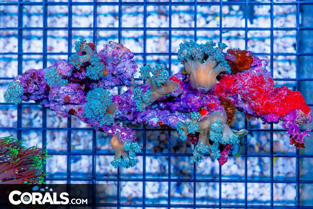 HUGE RARE Blue Xenia – Australia