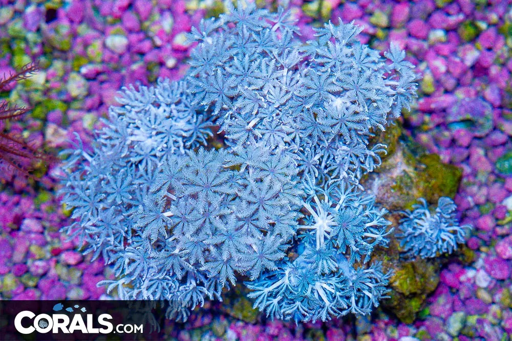 HUGE XENIA, Several Individual Colonies!