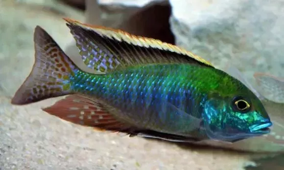 INTERMEDIUS (Tramitichromis intermedius)
