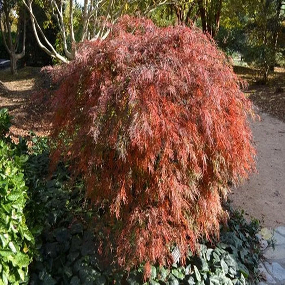 Japanese Maple Crimson Queen