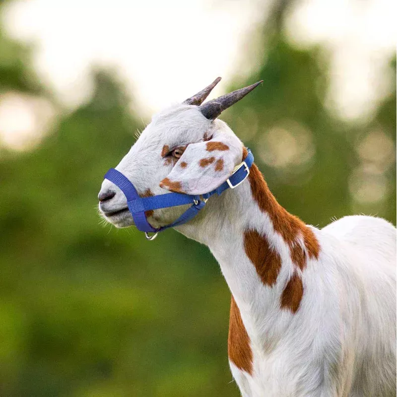 Jeffers Goat Halter Red