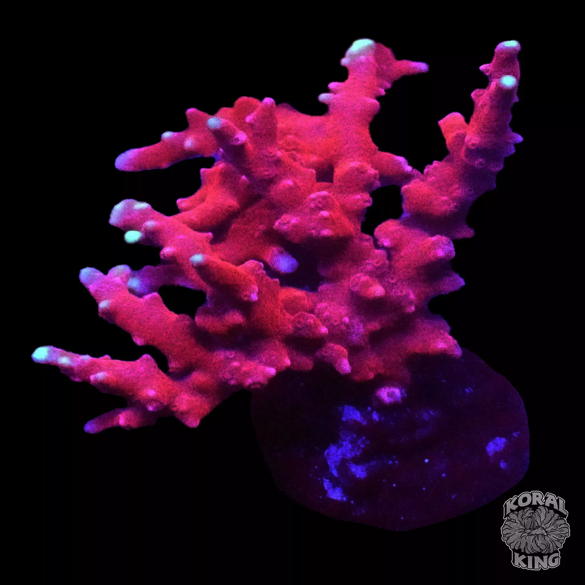 JF TNT Anacropora