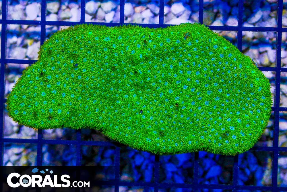 Leptastrea – Australia RARE