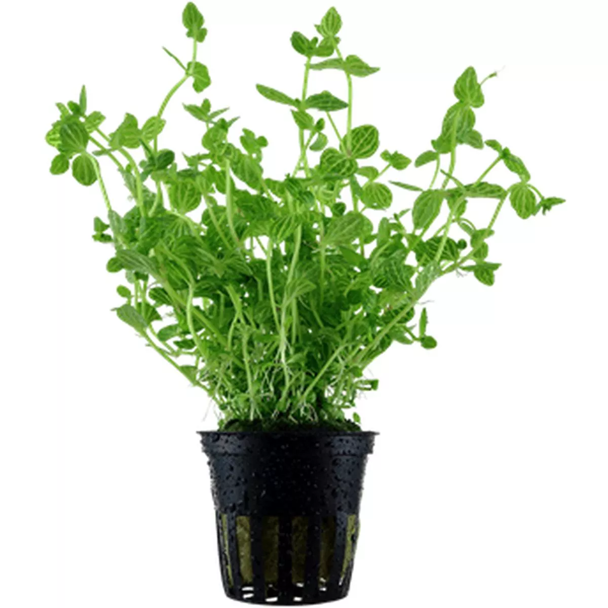 Lindernia rotundifolia