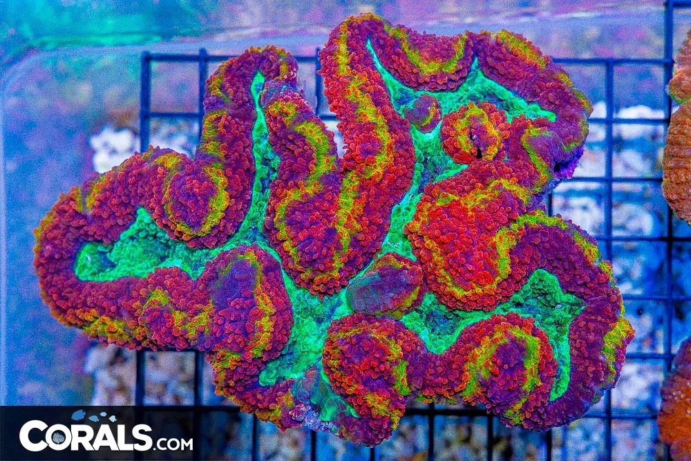 Lobophyllia – Australia RAINBOW! (Blue Video Inside!)