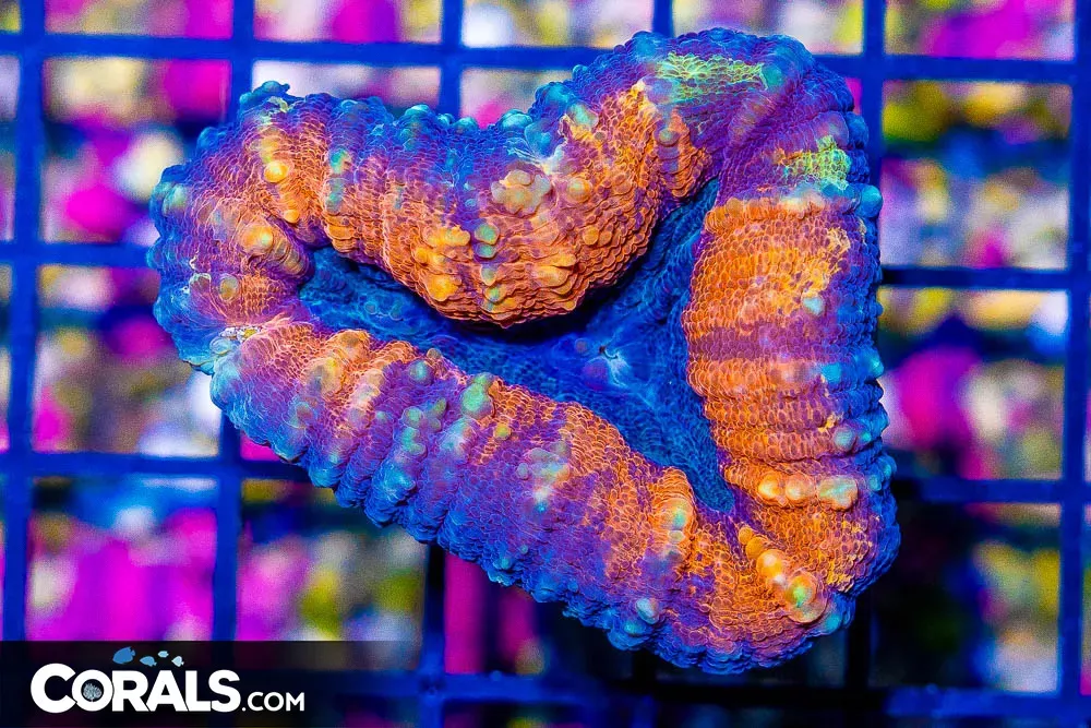 Lobophyllia Frag