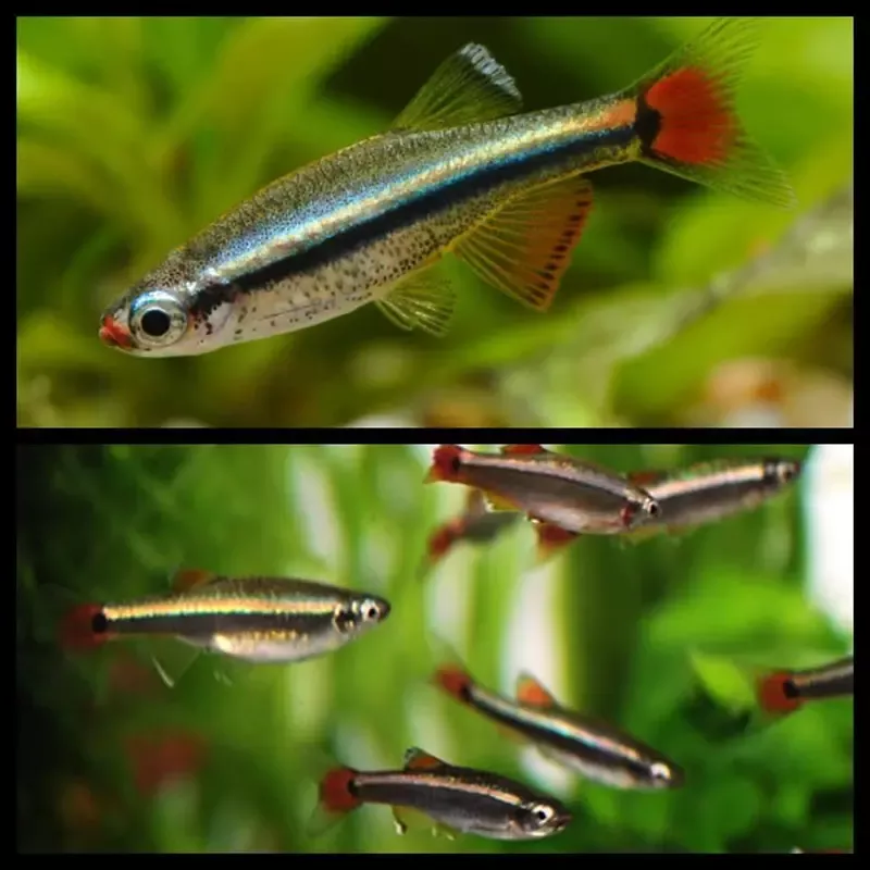 Mountain minnow
