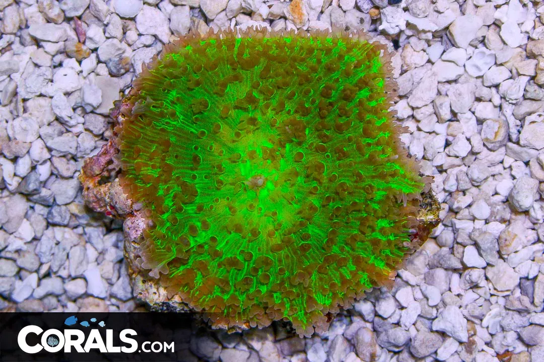 Mushroom HUGE POLYP Hairy – Indonesia