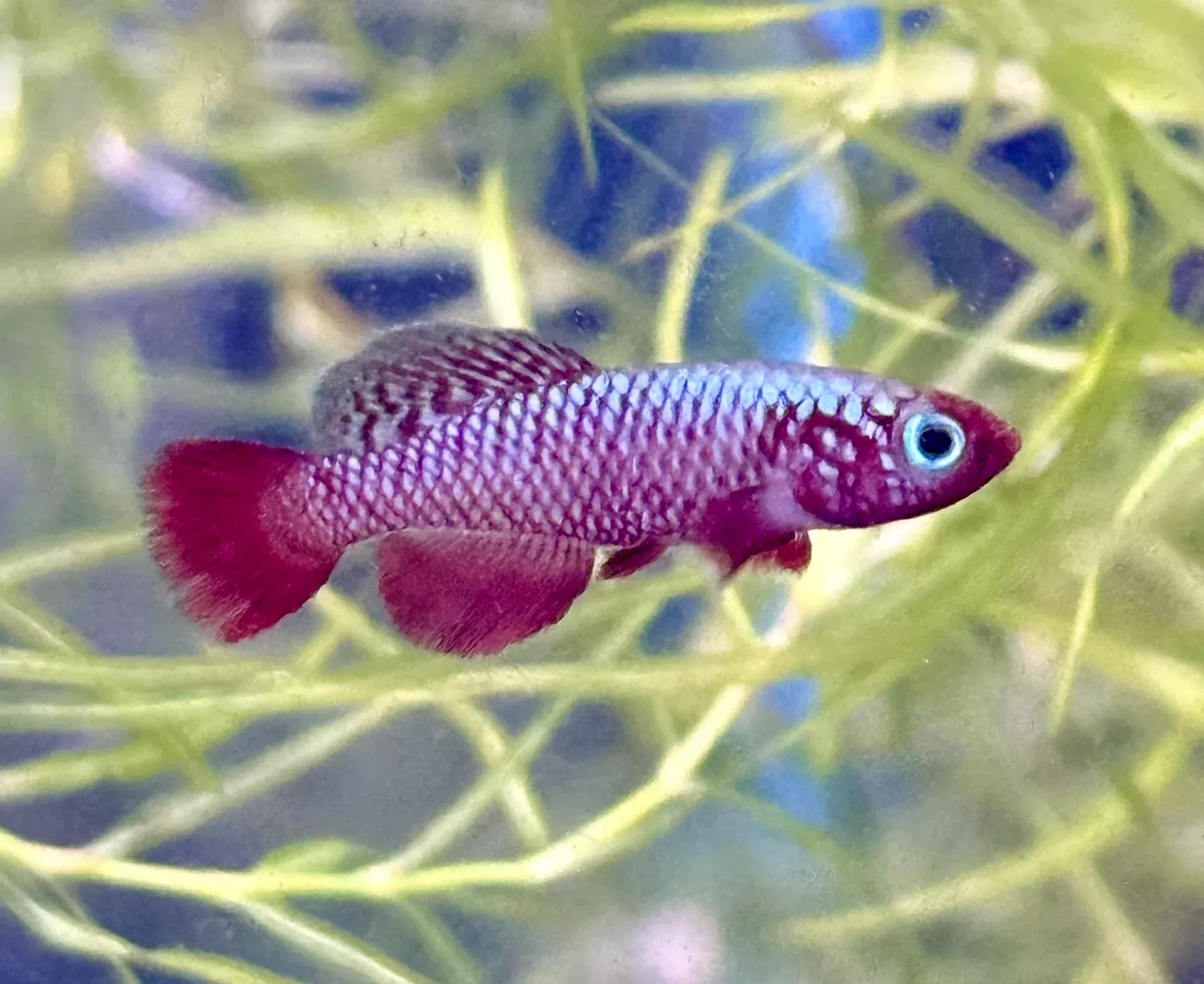 Nothobranchius Rubripinnis Male