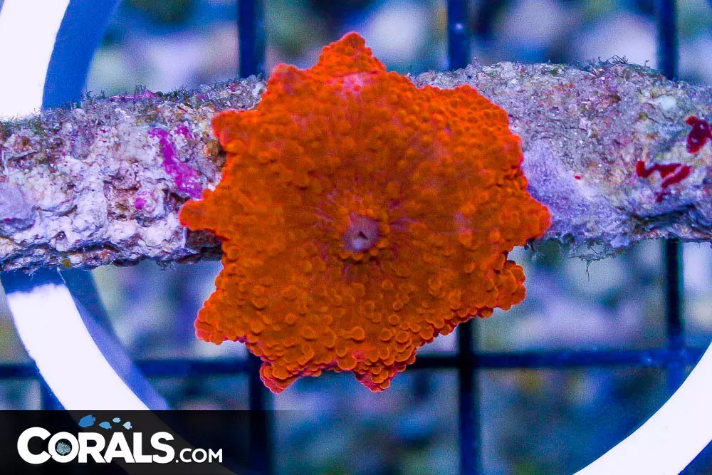 ORANGE Mushroom – Australia 1 Polyp