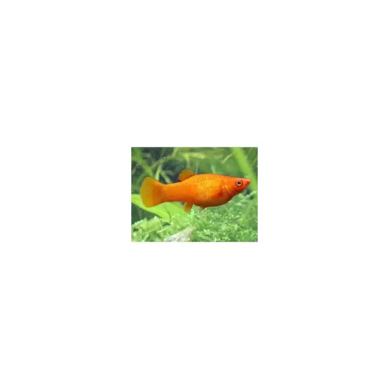 OrangeMolly