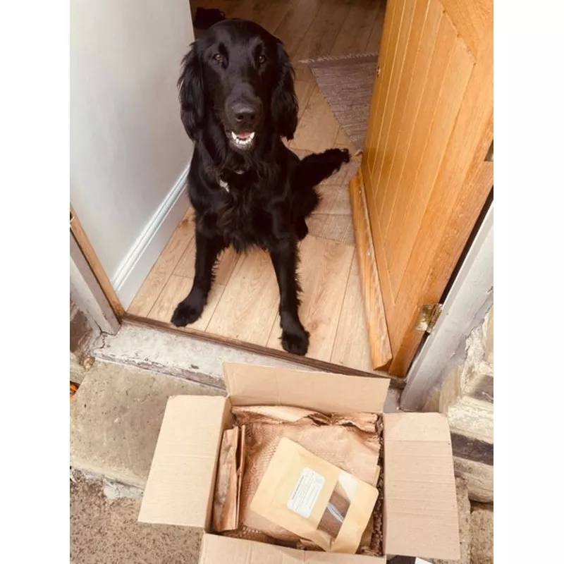 Ozzy’s Dream Box