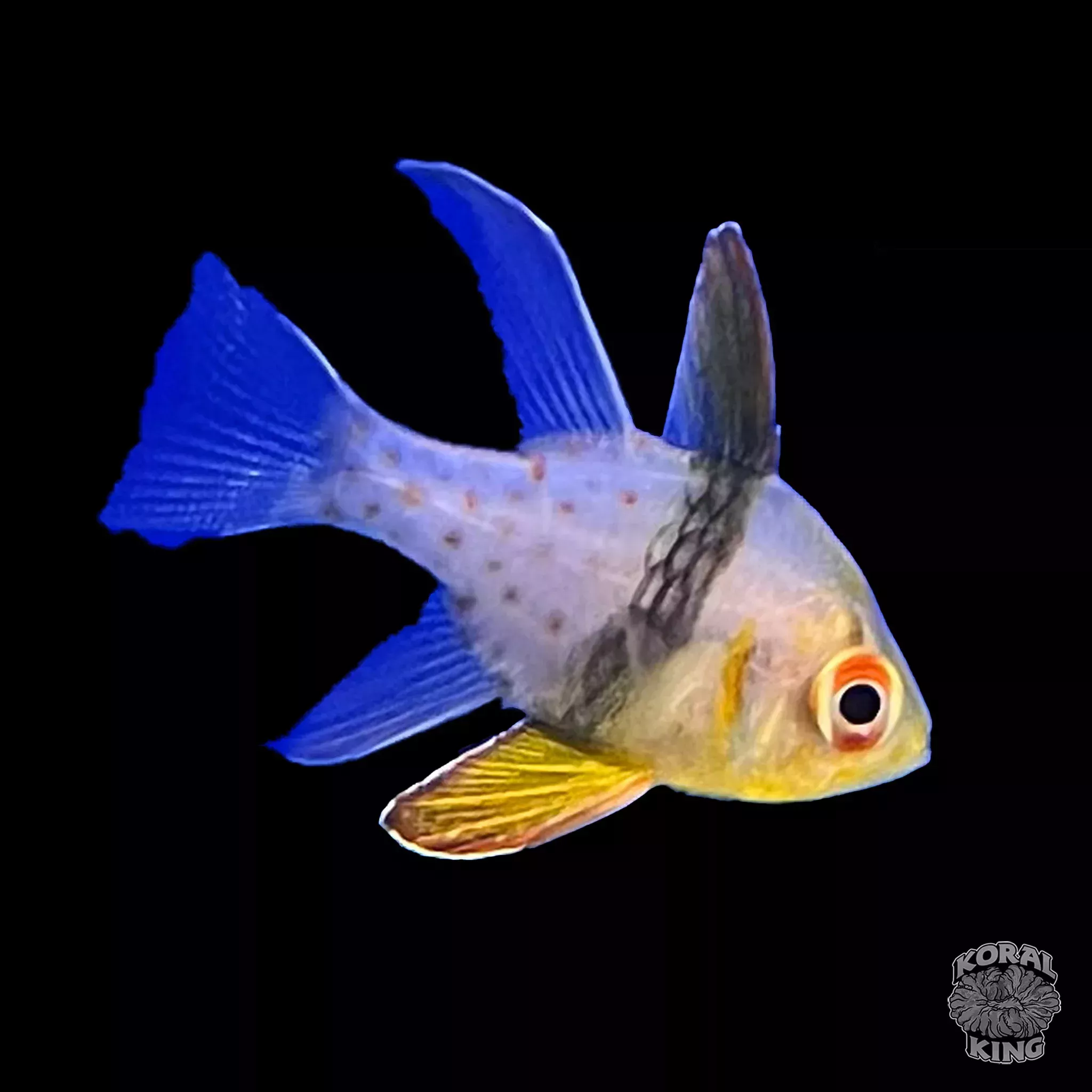 Pajama Cardinalfish